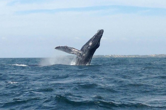 Whale Watching and Snorkeling in Marietas Islands National Park - Rich Marine Life in Marietas Islands