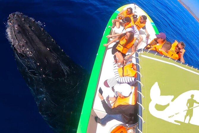 Whale Watching Boat Tour in Cabo San Lucas - Traveler Photos and Reviews