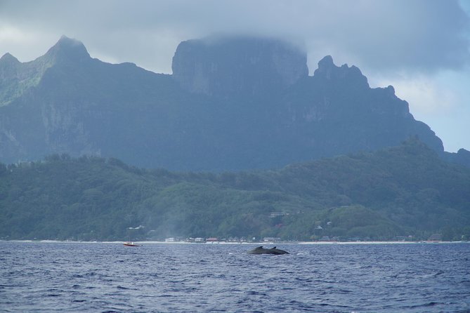 Whale Watching Bora Bora - Common Questions