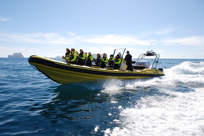 Whale Watching by RIB Speedboat From Downtown Reykjavik - Traveler Photos and Reviews