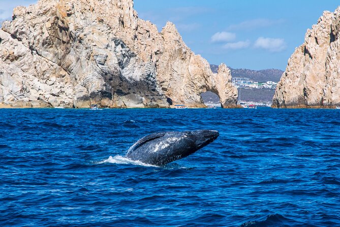 Whale Watching by Zodiac in Cabo San Lucas With Photos Included - Rave Reviews From Happy Travelers