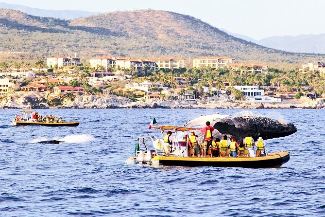 Whale Watching Cruise in Cabos San Lucas and Ground Transportation - What To Expect