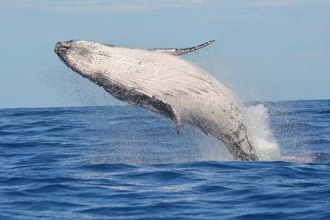 Whale Watching Cruise in Los Cabos - Additional Information
