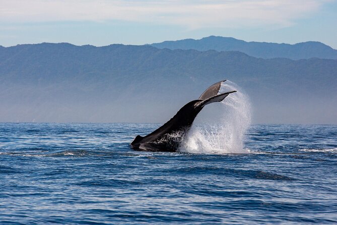 Whale Watching Cruise In Puerto Vallarta & Nuevo Vallarta - Whale Behavior and Characteristics