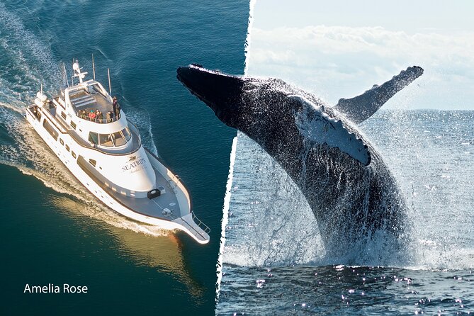 Whale Watching Cruise on a Yacht in Reykjavik - Spotting Cetaceans