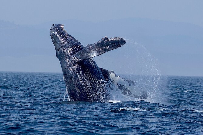 Whale-Watching Cruise With Expert Naturalists - Wildlife Spotting Opportunities