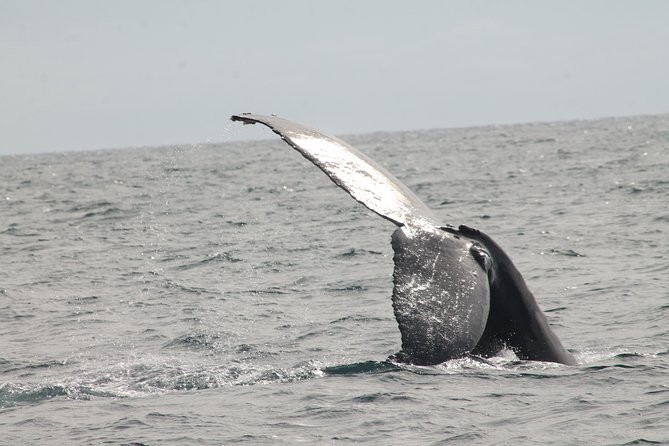 Whale Watching Dinner Cruise in Cabo San Lucas - Traveler Photos and Reviews