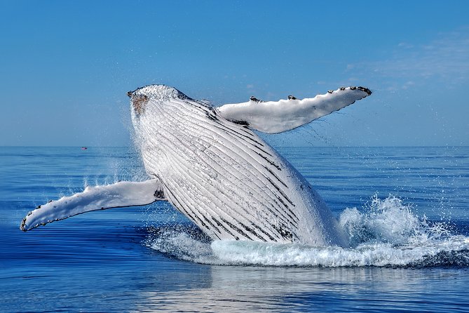Whale Watching Dunsborough - Sailing in Geographe Bay for Stunning Views