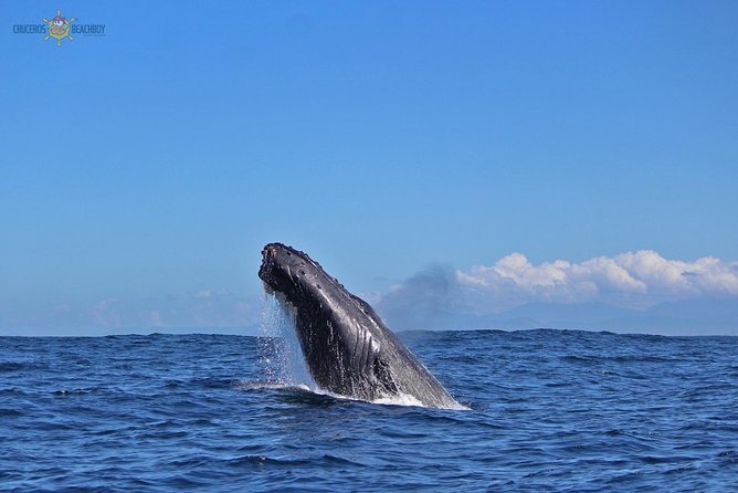 Whale Watching Expedition - Meeting and Pickup