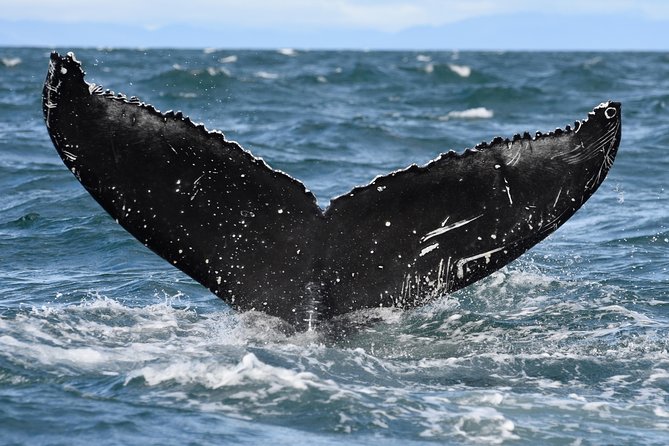 Whale Watching From Downtown Akureyri - Boat Ride Experience