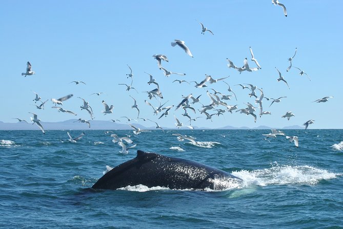 Whale Watching From the Heart of Akureyri - Experience and Activities