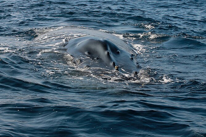 Whale Watching Guaranteed Experience in Puerto Vallarta - Inclusions