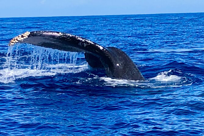 Whale Watching & Late Breakfast Cruise in Honolulu - Policies and Guidelines for the Tour