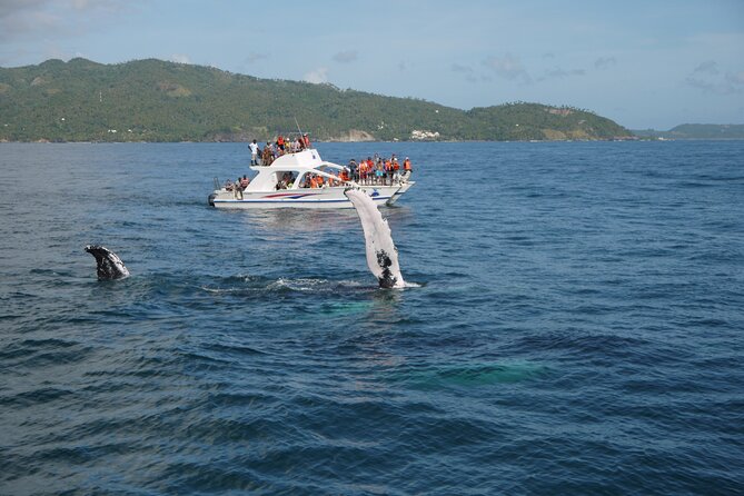 Whale Watching & Limón Waterfall Day Trip - Whale Watching Experience