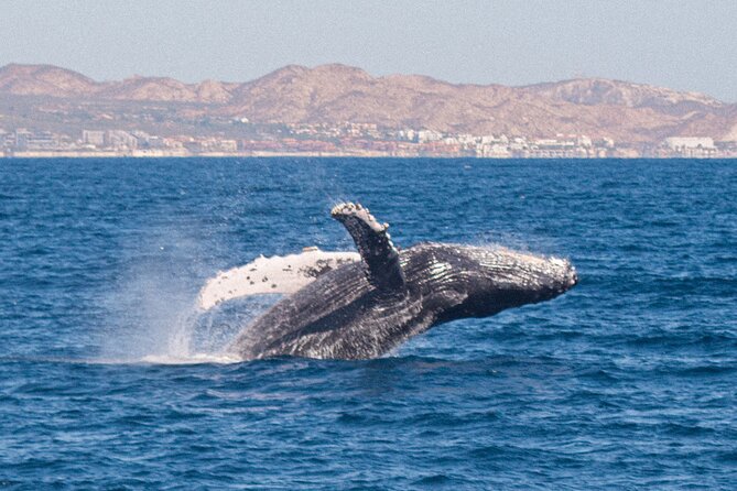 Whale Watching Lunch Cruise in Cabo San Lucas - Positive Experiences and Recommendations