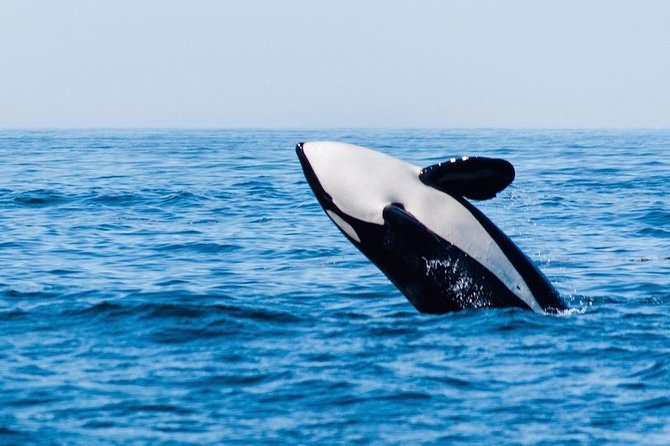 Whale Watching & Sightseeing Tour in Ucluelet, Vancouver Island - Cancellation Policy