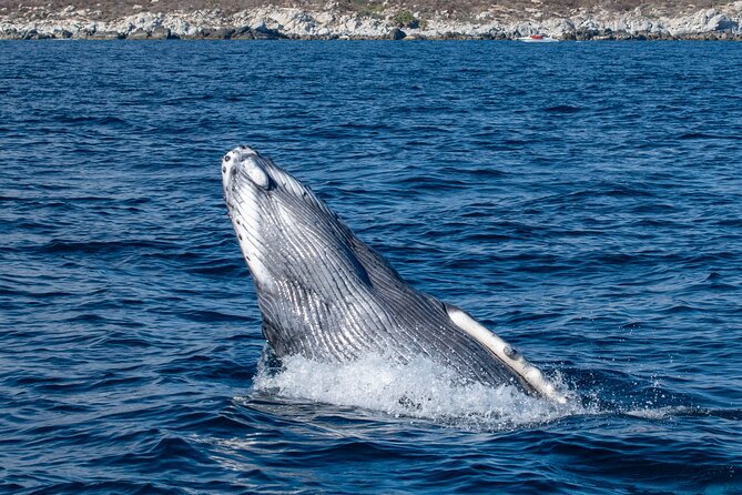 Whale Watching & Snorkeling Combo in Los Cabos With Photos Included - Reviews