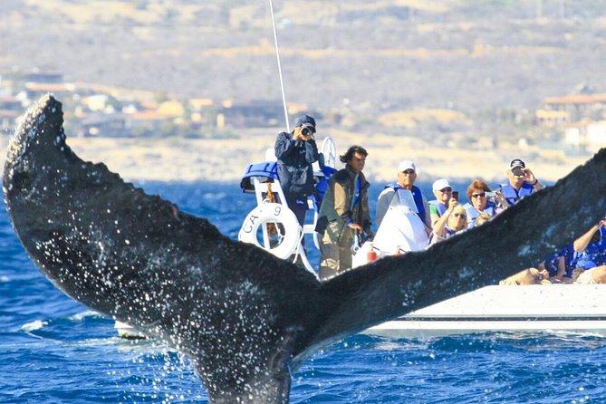 Whale Watching, The Famous Arch and Fast Boat Tour in Los Cabos - Additional Information and Cancellation Policy