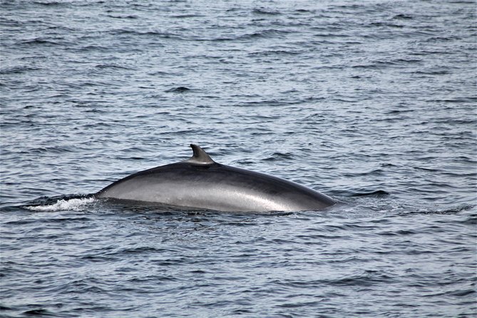 Whale Watching Tour From Reykjavik - Customer Feedback