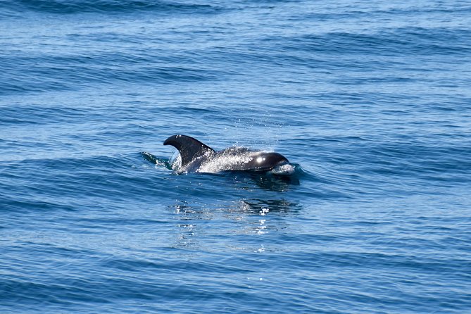 Whale-Watching Tour From Reykjavik - Inclusions and Amenities