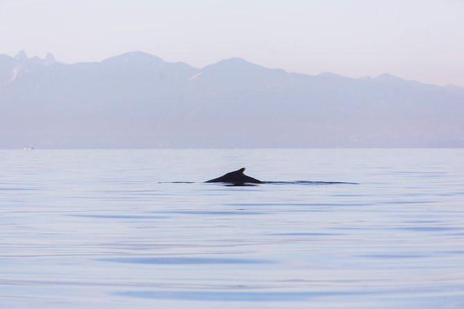 Whale-Watching Tour From Vancouver - Additional Information