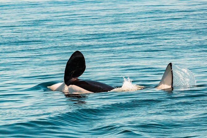 Whale Watching Tour in a Zodiac Boat in Victoria - Cancellation Policy