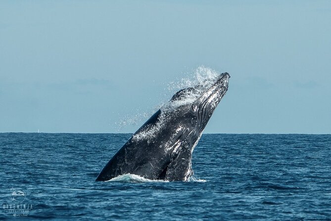 Whale Watching Tour in Cabo San Lucas - Additional Information