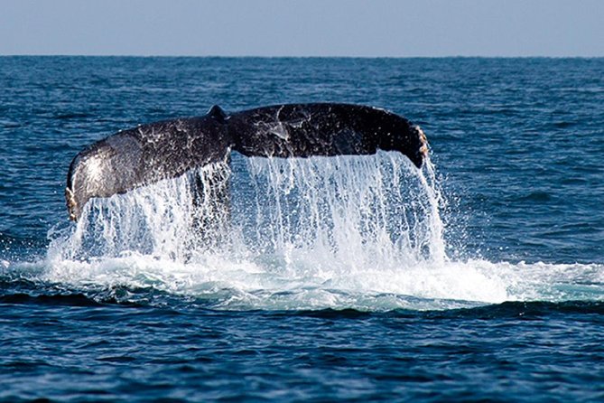 Whale Watching Tour in Glass Bottom Boat (VisitA Cabo) - Meeting and Pickup Details