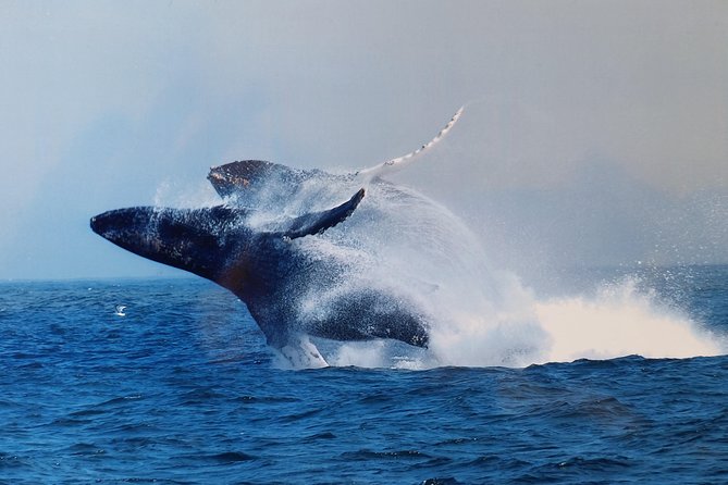 Whale Watching Tour - Meeting and Pickup