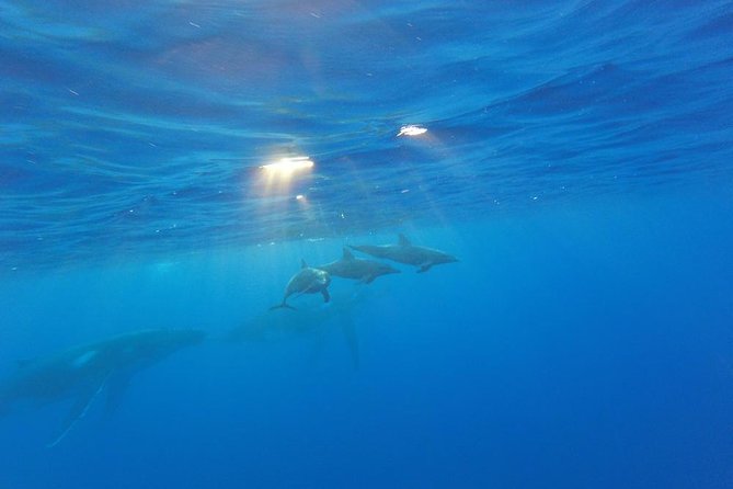 Whale Watching Tours in Bora Bora - Cancellation Policy and Refunds