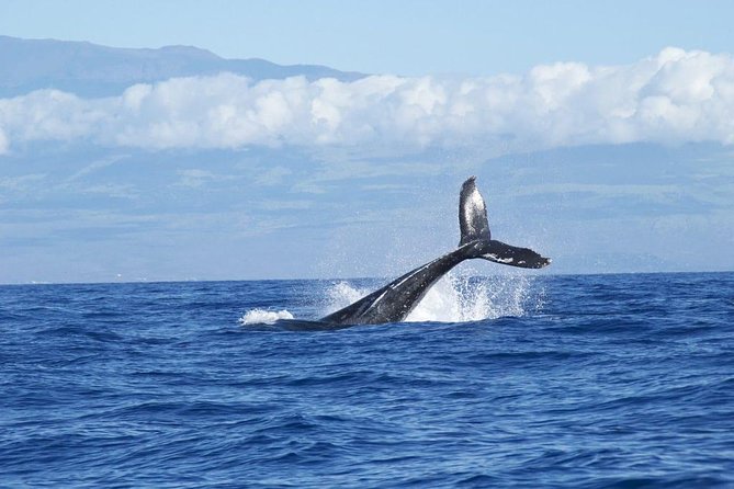 Whale Watching With Hydrophones! Hear the Whales! - Immersive Whale Watching With Hydrophones