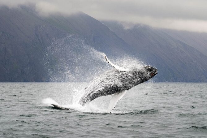 Whales and Puffins Tour From Husavik - Highlights and Feedback on the Tour