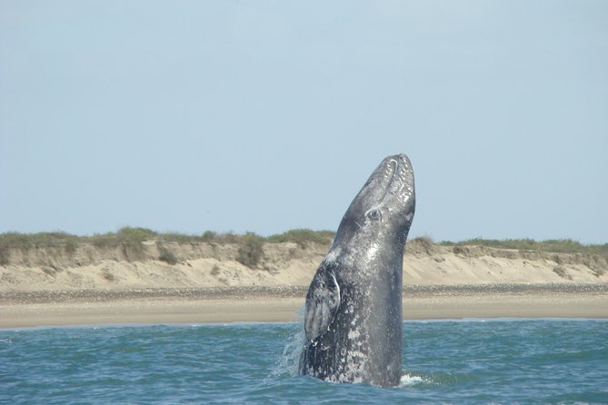 Whales Tour From La Paz - Cancellation Policy and Timeframes