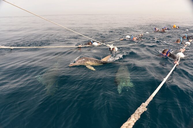 Wild Dolphin Swim Cruise - Cancellation Policy