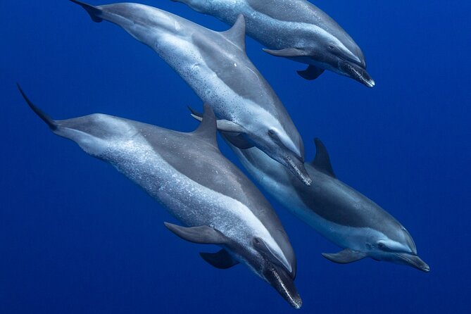 Wild Dolphin Watching and Snorkel Safari off West Coast of Oahu - Additional Information and Cancellation Policy