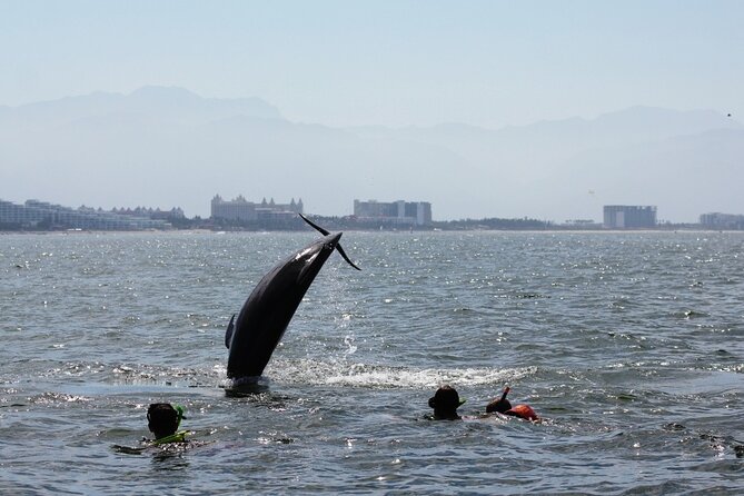 Wild Dolphins Encounter & Snorkeling - Tour Experience and Positive Customer Reviews