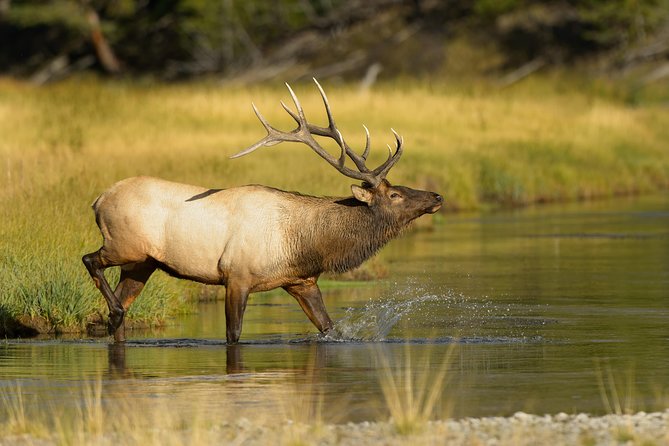 Wildlife on the Bow Canoe Tour - Pricing and Terms