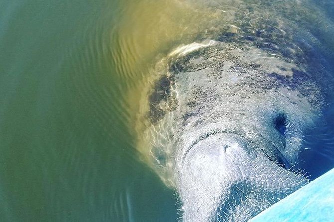 Wildlife Refuge Manatee, Dolphin & Mangrove Kayak or Paddleboarding Tour! - Positive Tour Experiences