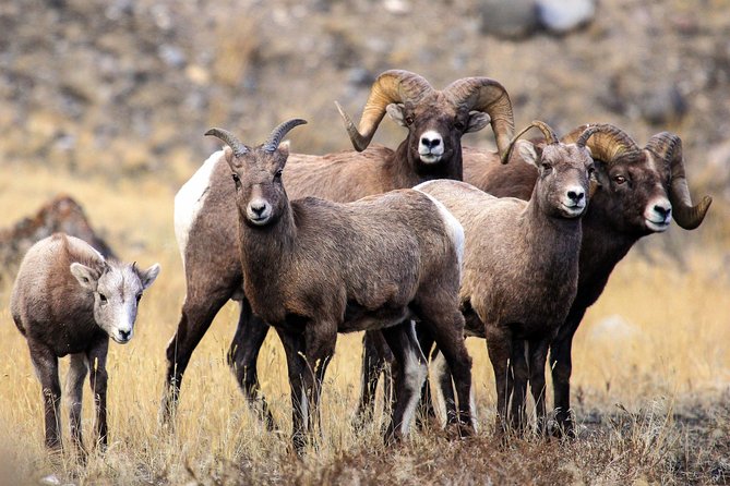 Wildlife & Wolf Private Tour With Lunch - Traveler Resources