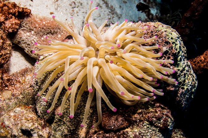 Willemstad Private Introductory Dive  - Curacao - Common Questions