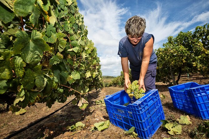 Wine and Petiscos Tasting Experience in A Guarda - Expert Wine Tasting Tips