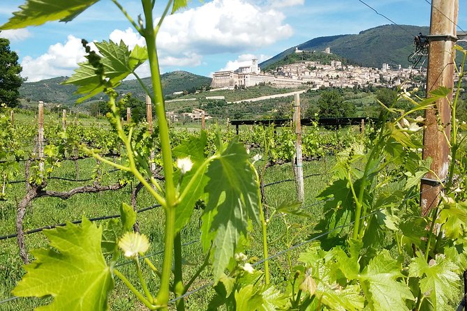 Wine Tasting and Walk in the Vineyard of Assisi - Wine and Food Pairing