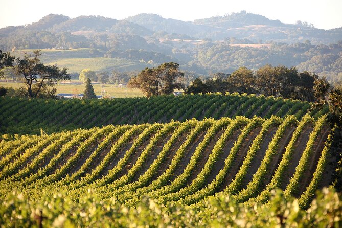 Wine Tasting Experience @ Lyrarakis Winery (Transfer Included)