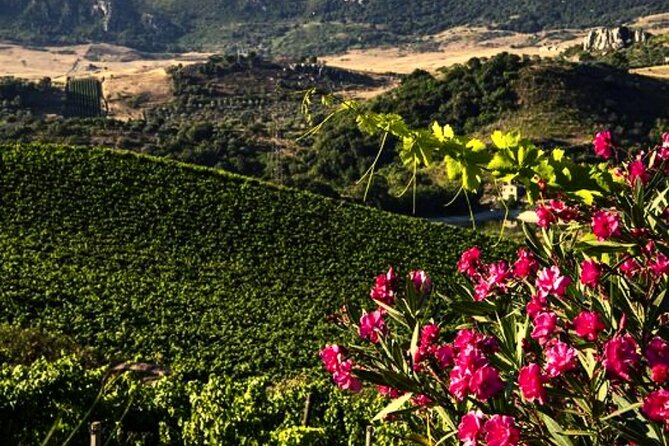 Wine Tasting for Small Groups in the Palermo Countryside - Small Group Wine Tours
