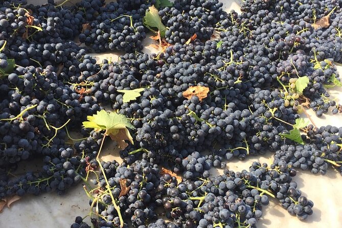 Wine Tasting in Cappadocia - Good To Know