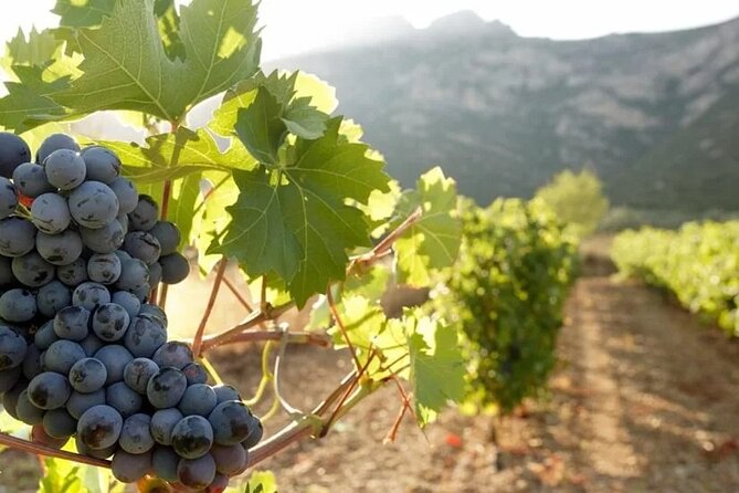 Wine Tour to Nemea And Nafplio - Exploring Nemea Vineyards
