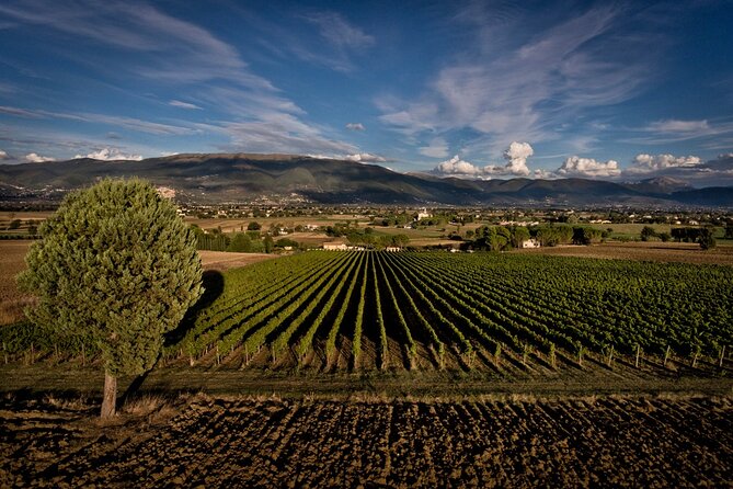 Winery Tour and Private Tasting in Montefalco - Pricing and Terms