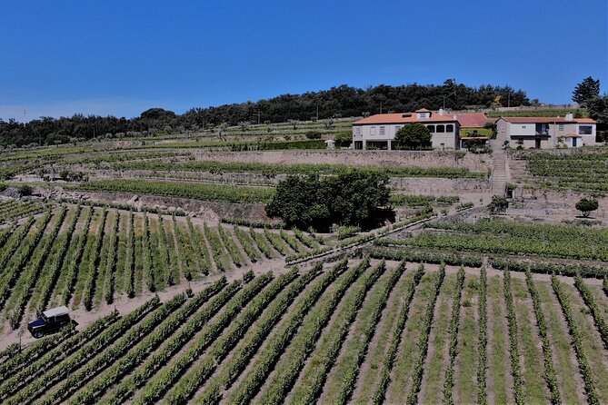 Winery Tour and Wine Tasting Quinta Da Portela De Baixo in Lamego - Experience the Diversity of Port Wine Categories