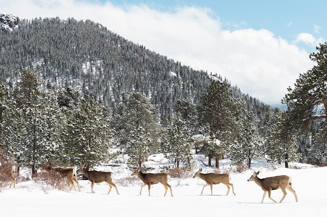 Winter / Spring Private Rocky Mountain National Park Guided Tour - Cancellation and Weather Policy