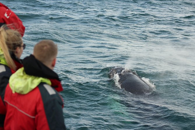 Winter Whale Watching & Northern Lights Cruise Combo From Reykjavik - Booking and Confirmation